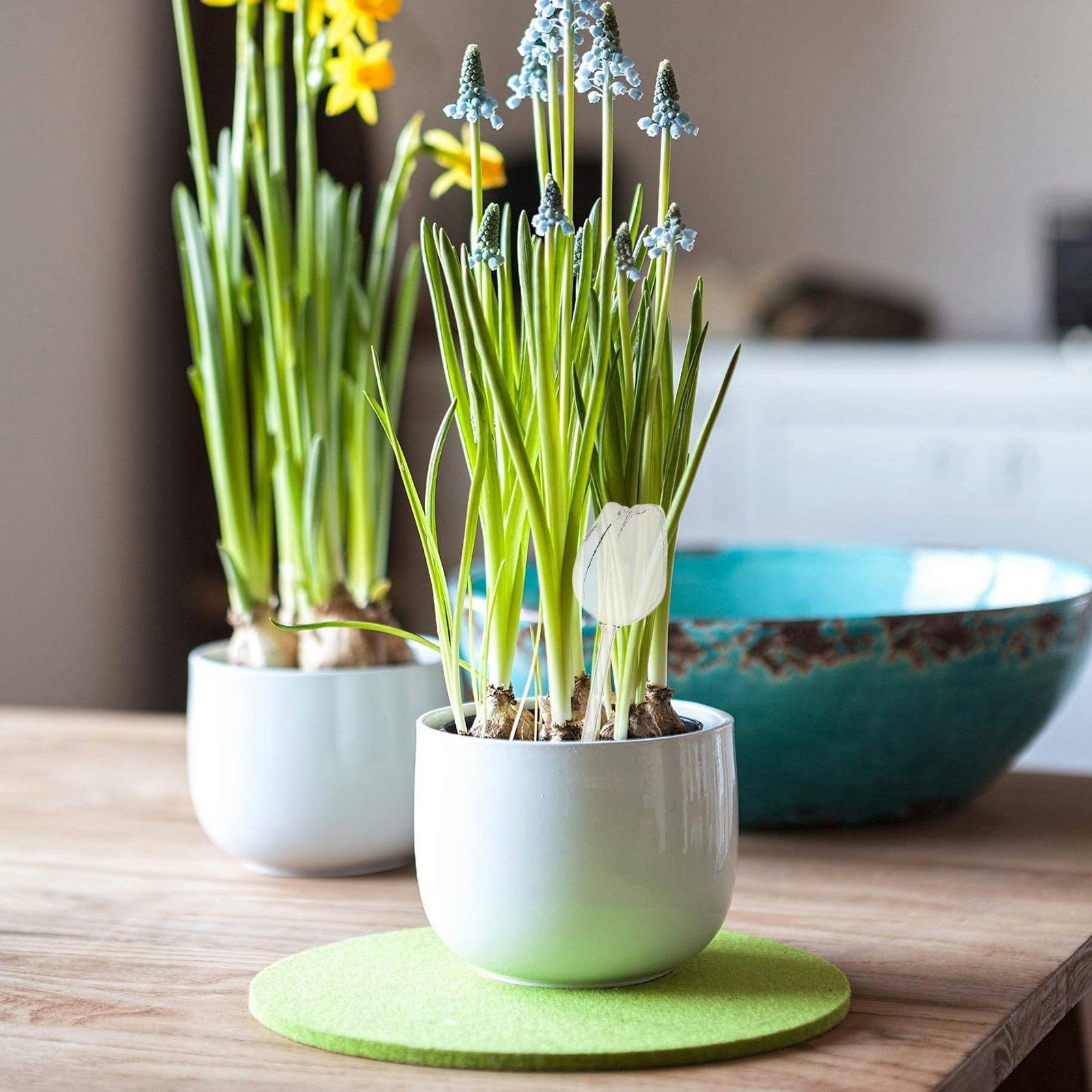2Pcs Premium High Borosilicate - Self Watering Planter review and price