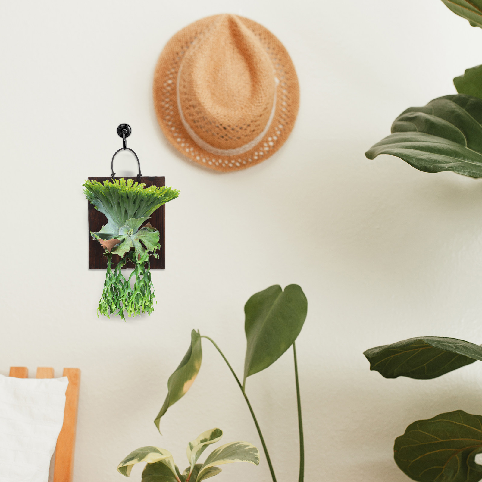 Staghorn Fern Mounting Board C - Vertical Planter review and price