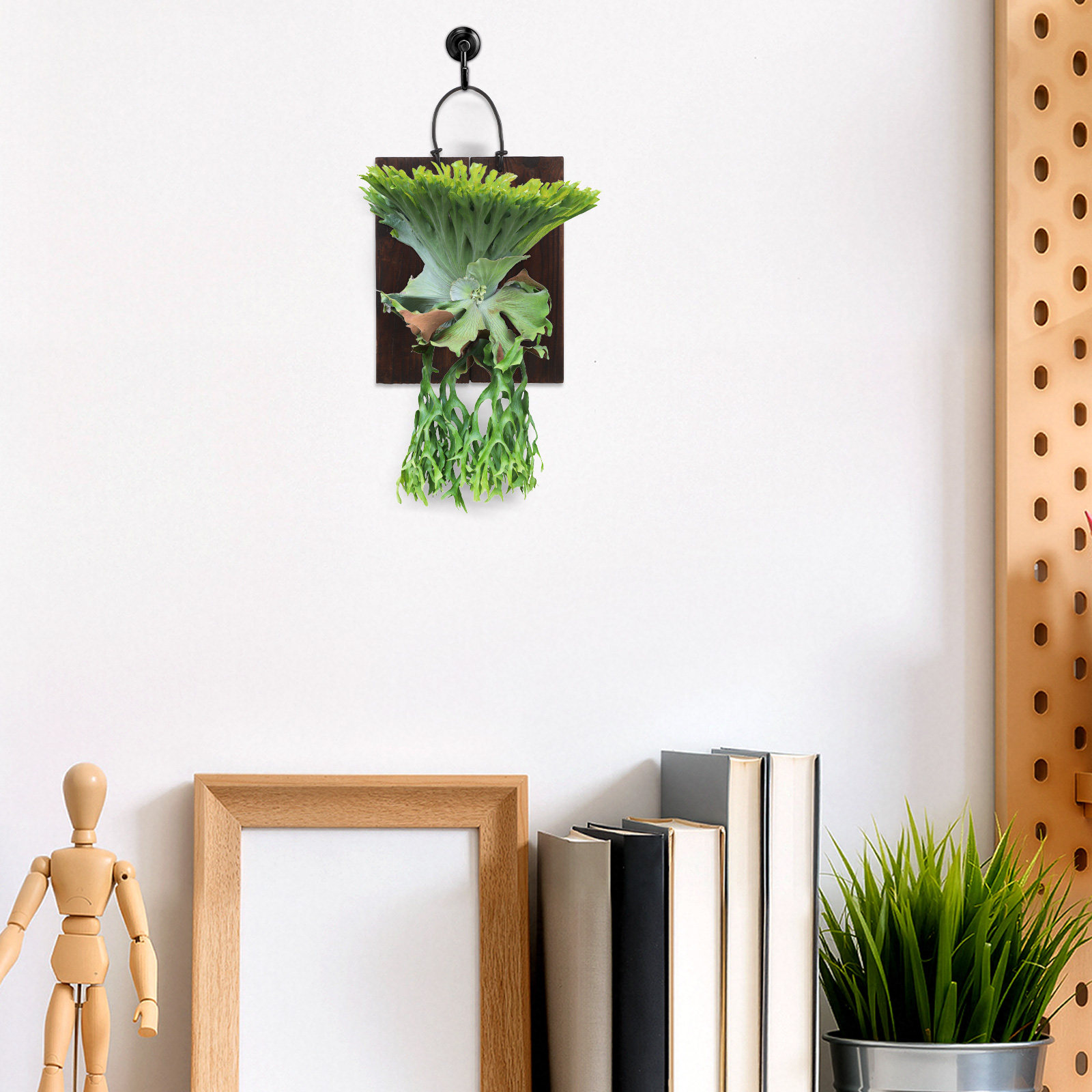 Staghorn Fern Mounting Board V - Vertical Planter review and price